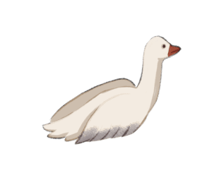 Oiseau blanc
