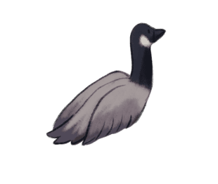 Oiseau gris